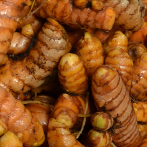 Medicinales y Culinarias