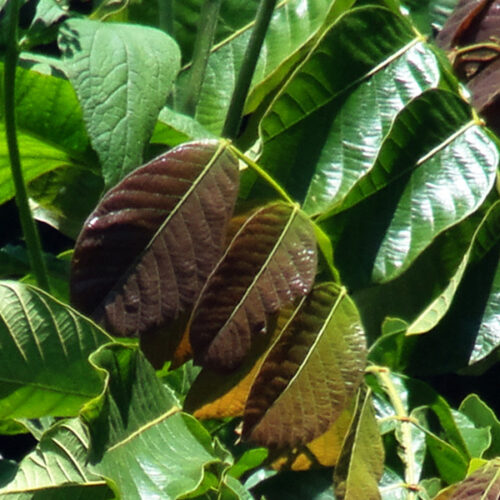 Fijadoras de nitrógeno