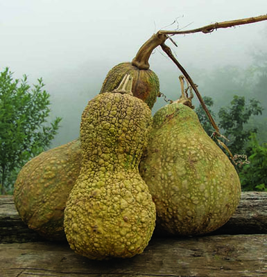 Calabaza de guía rugosa para dulce