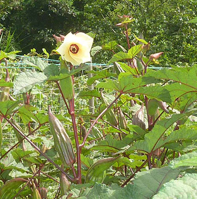 Okra burmese