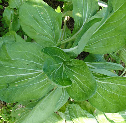 Pakchoi