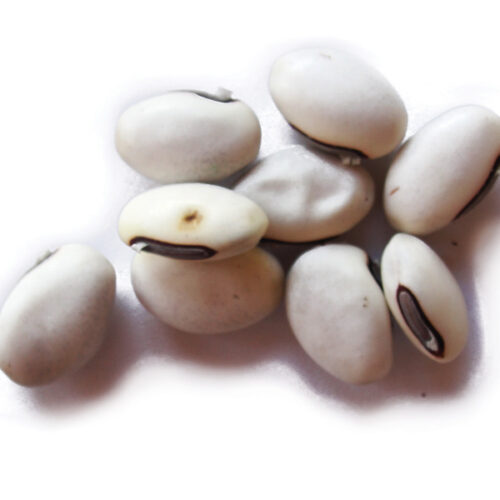 Canavalia - Sobre 30 g