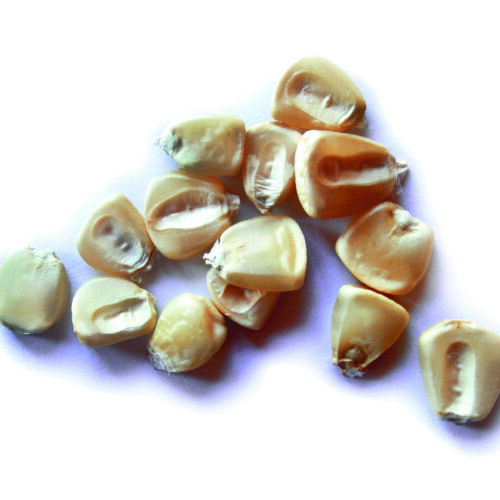 Maíz jazmín blanco