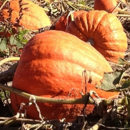 Calabaza de guía castilla