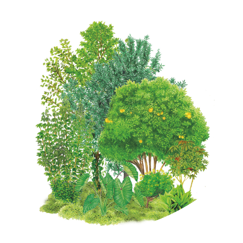 Productos de nuestros sistemas agroforestales