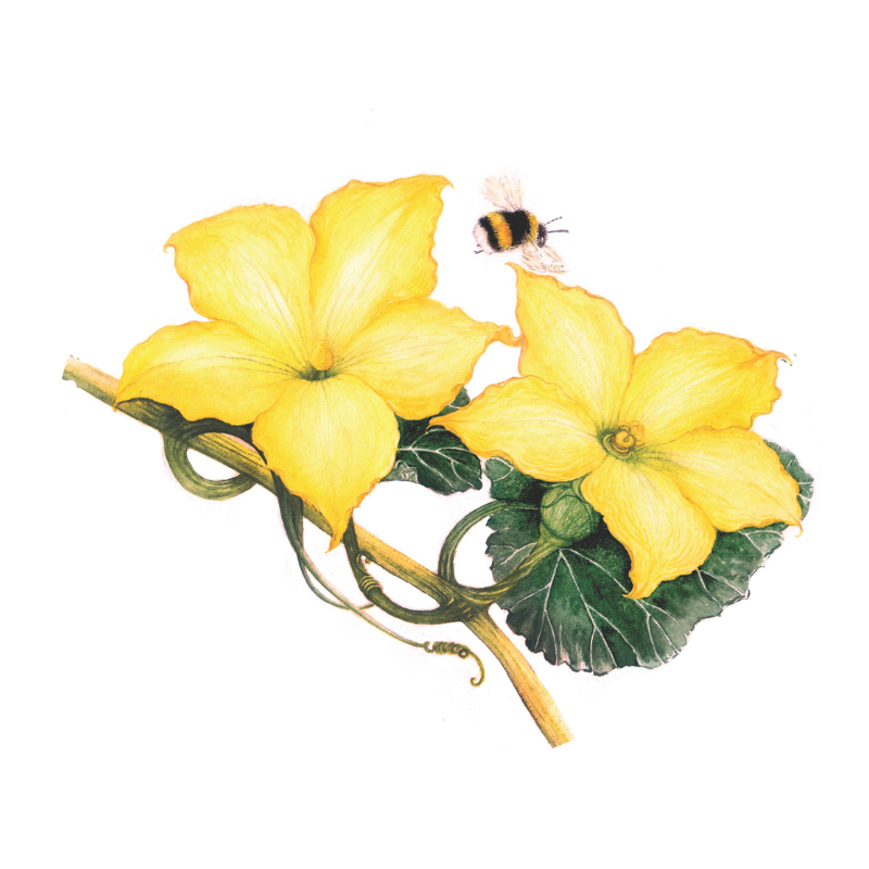 Semillas de polinización abierta